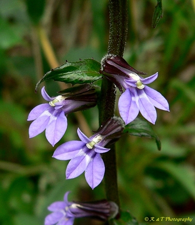 {Lobelia puberula}